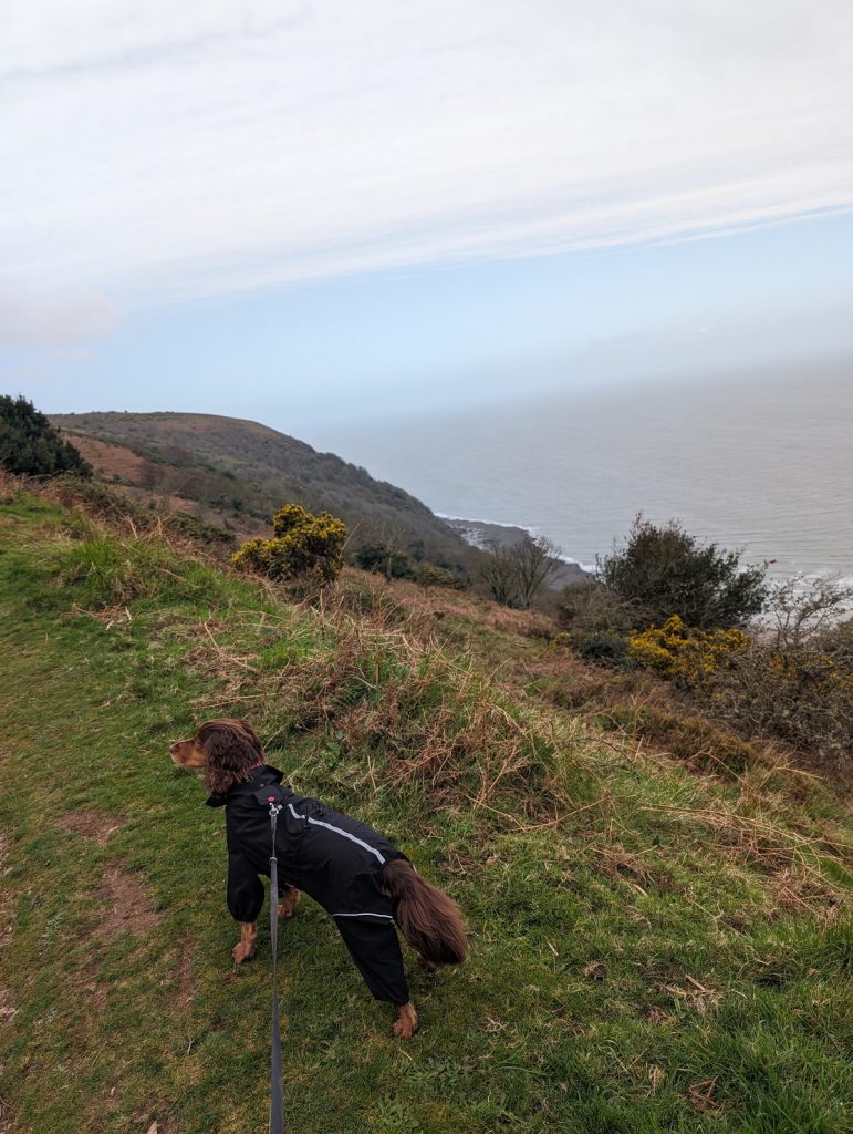 Out of the woods, the steep climb continues - 145 m