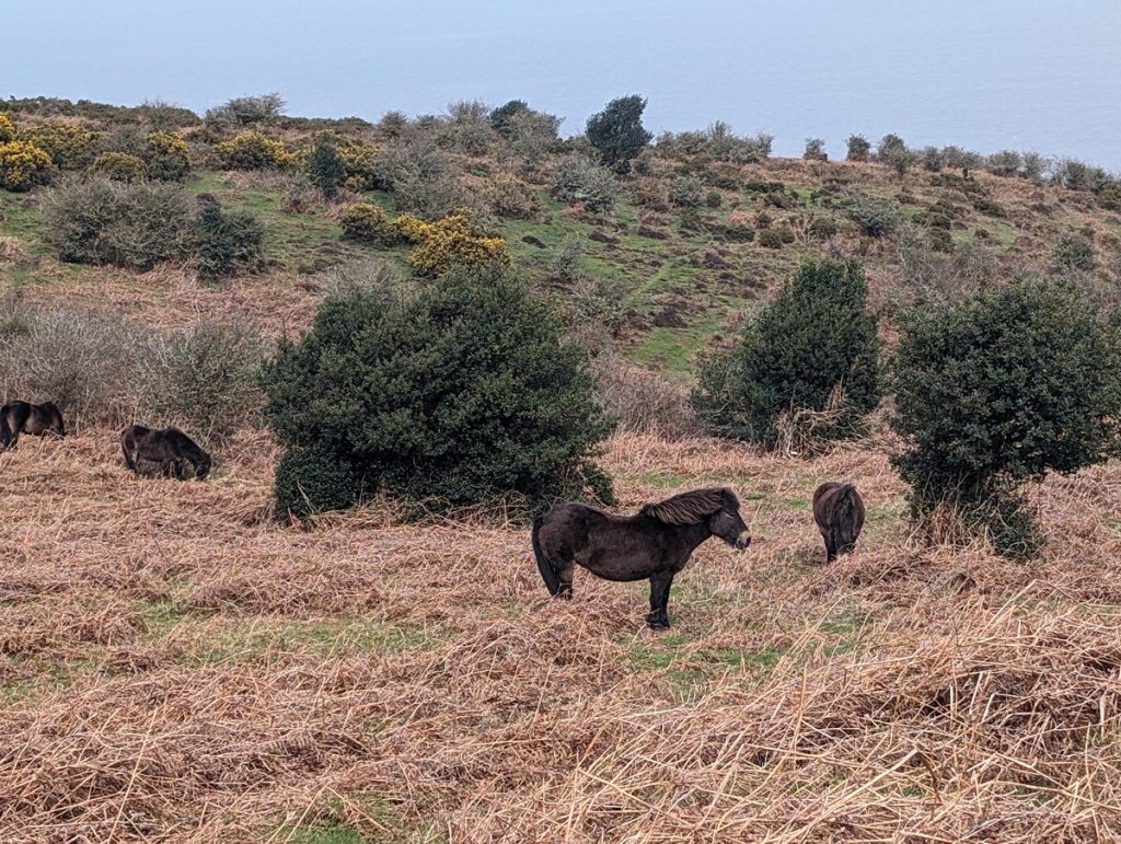 Exmoor Ponies