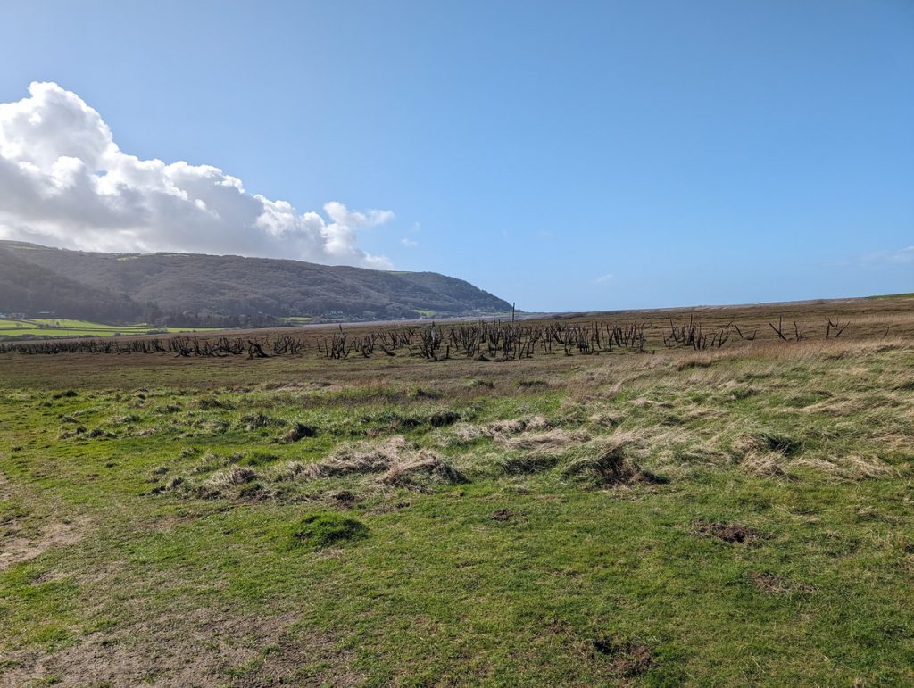 Porlock Marsh