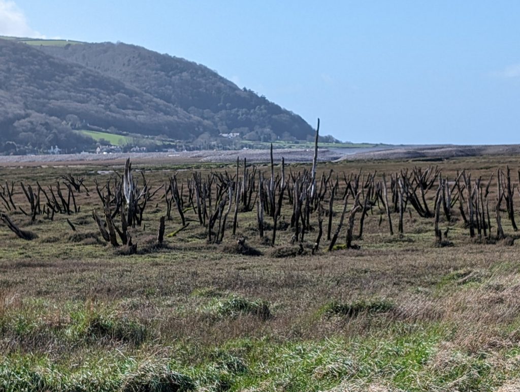 Dead trees on the salt marsh
