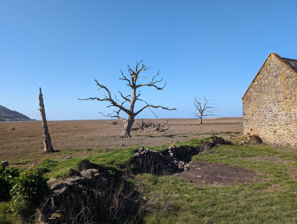 'Skeleton' trees of Porlock Marsh