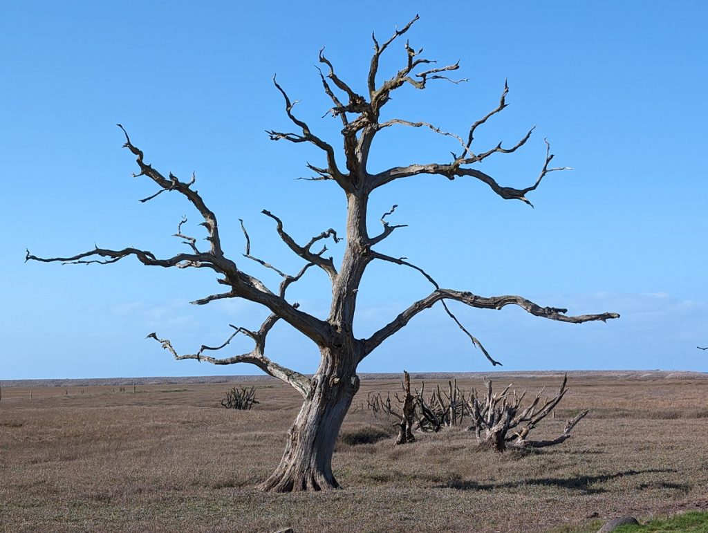 'Skeleton' oak of Porlock Marsh