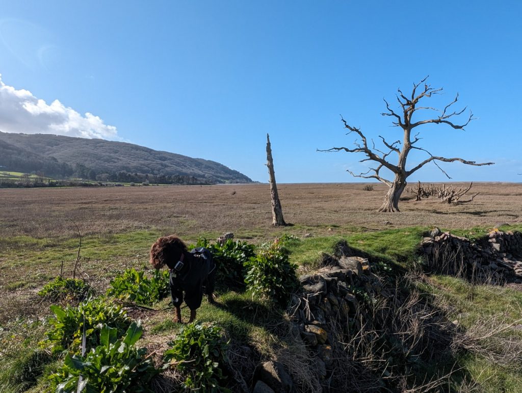 'Skeleton' oak of Porlock Marsh