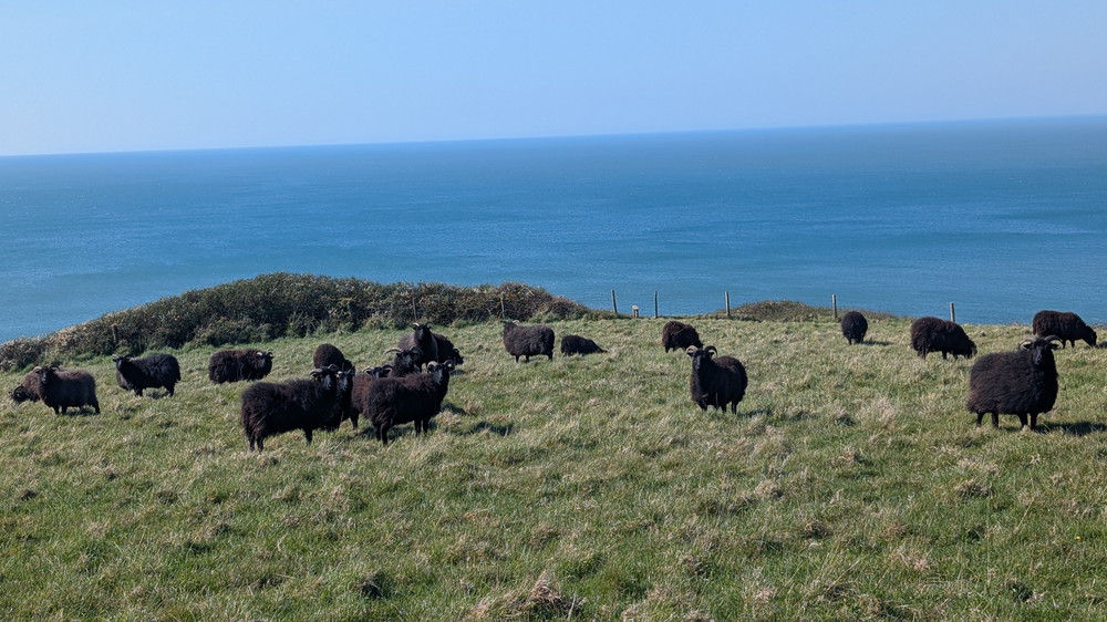 Black Welsh Mountain sheep on the hill above Welcombe Mouth