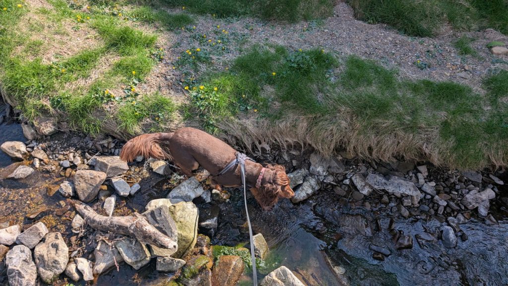 Another paddling opportunity for Roxie!