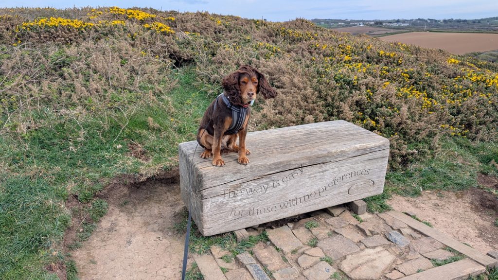 Roxie - a moment of thought?