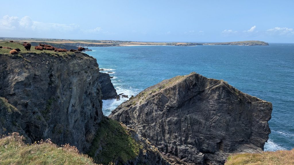 Gunvar Head looking across to Middle Merope Island with cows sightseeing above!