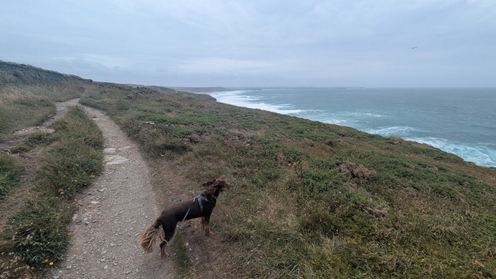 Cliff path approaching Beacon Cove