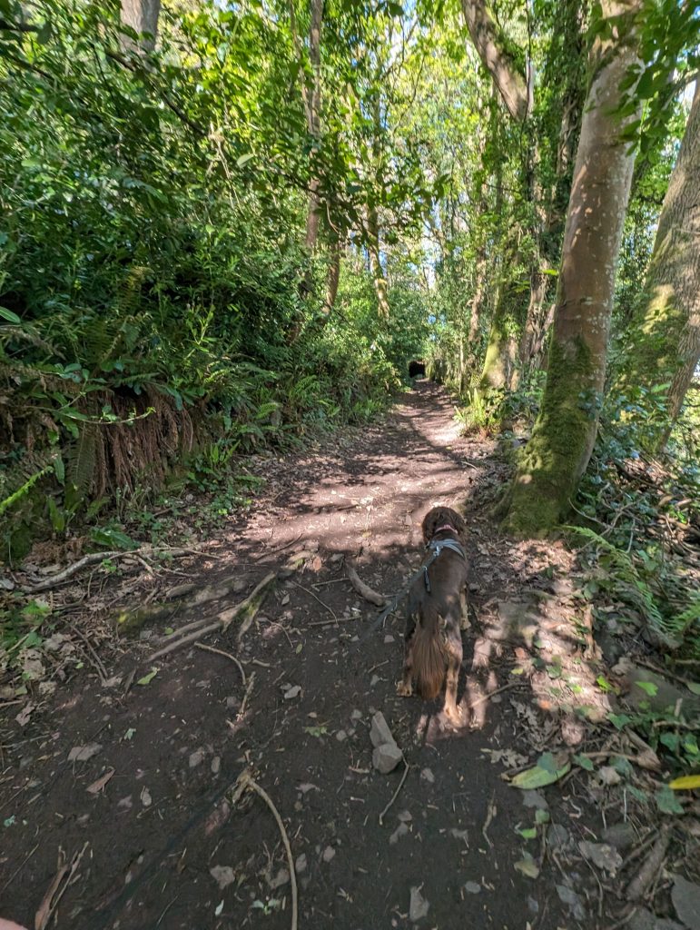 Starting the climb through Yeanor Woods