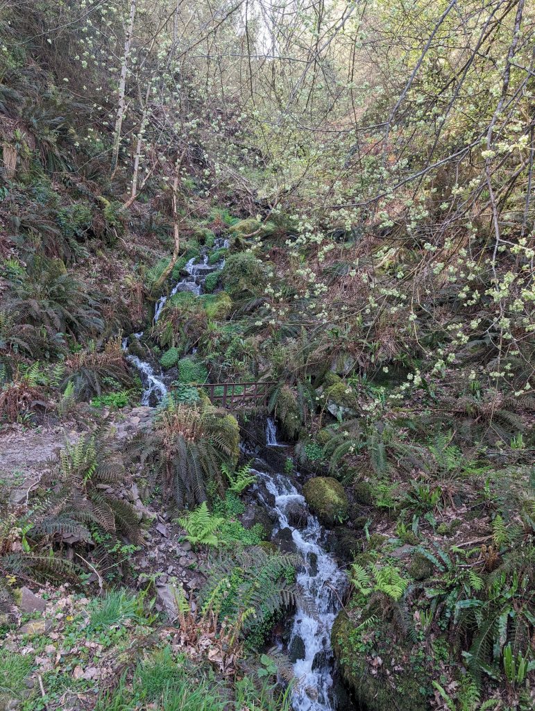 Withy Combe