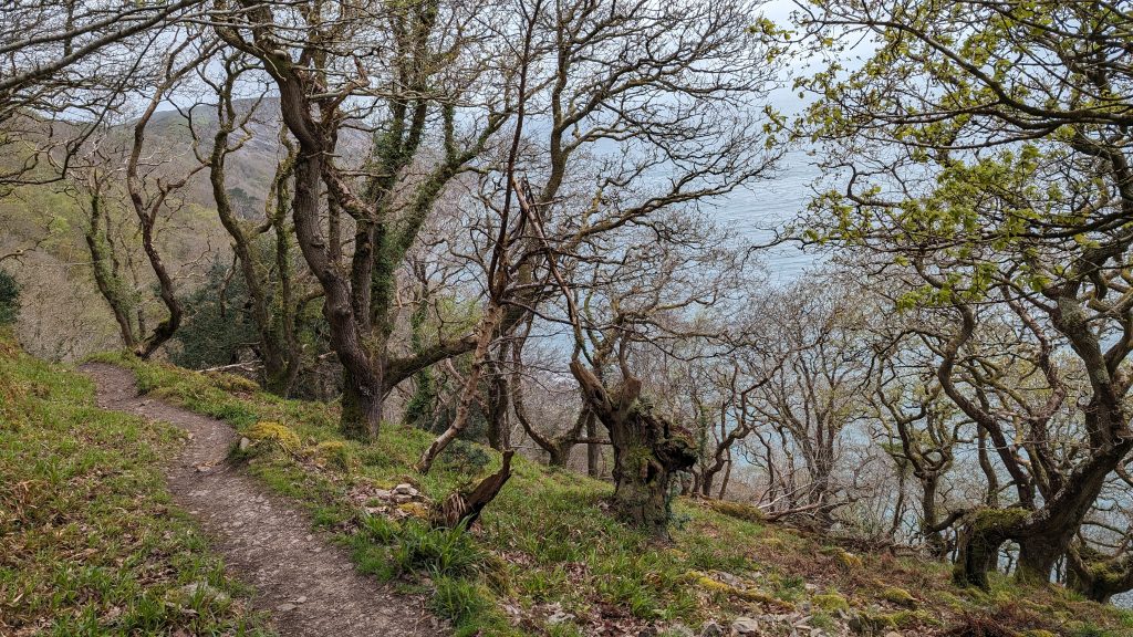 Chubhill Woods