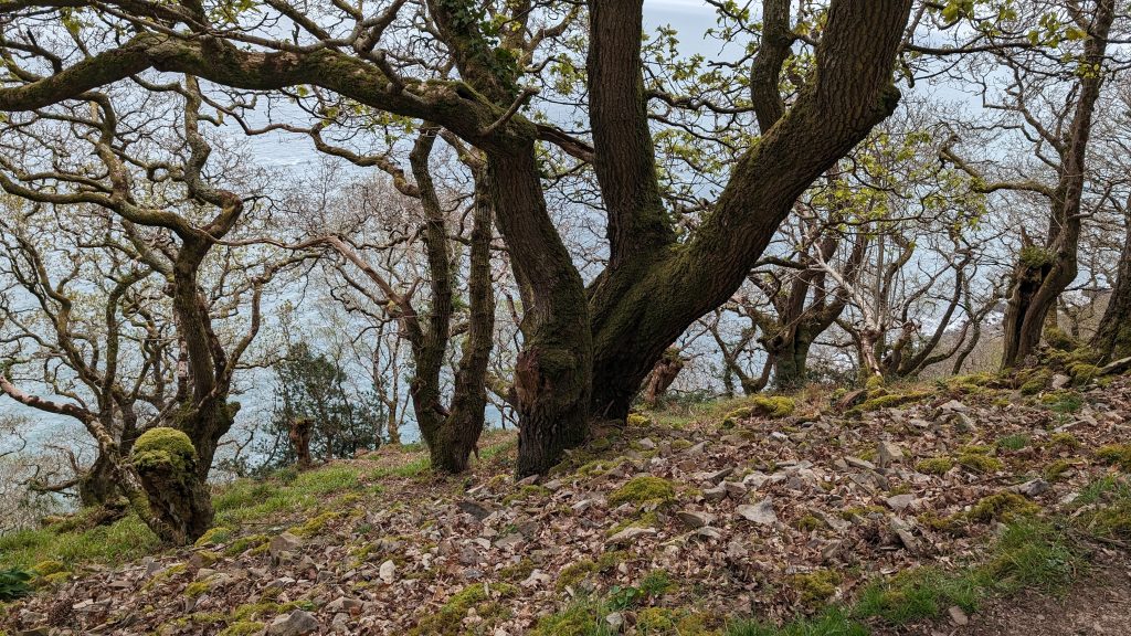 Chubhill Woods