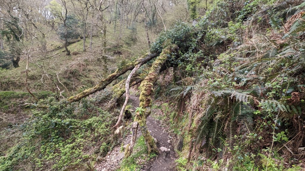 Chubhill Woods