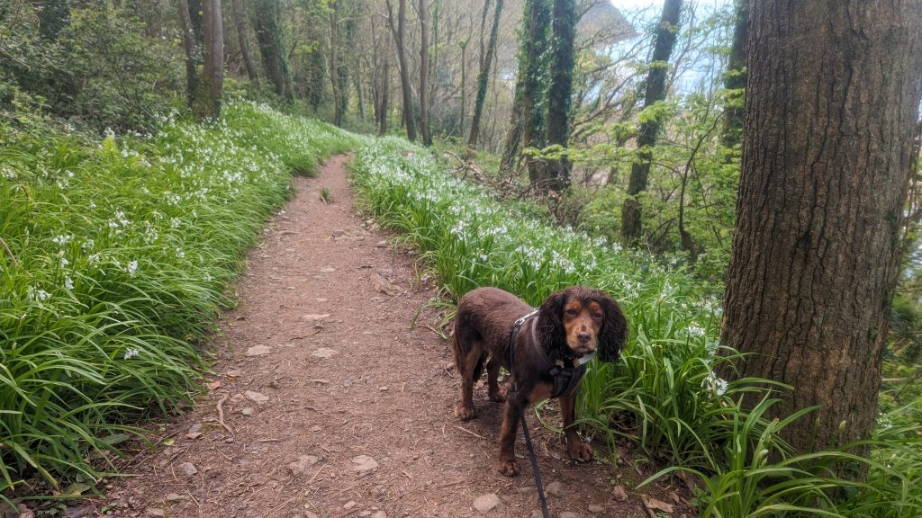 Winding through a woodland at the base of the hill, where wild leeks are in bloom