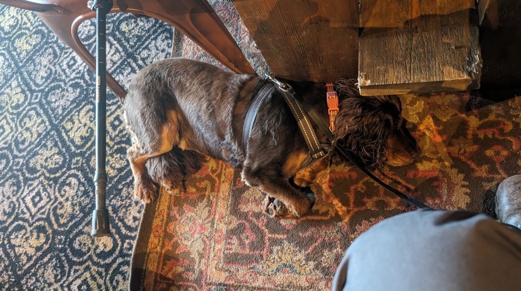 Roxie- having a rest