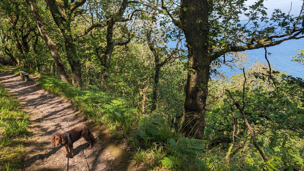 Above Woody Bay