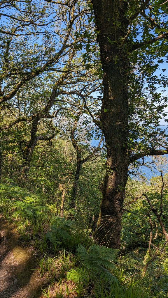 Above Woody Bay
