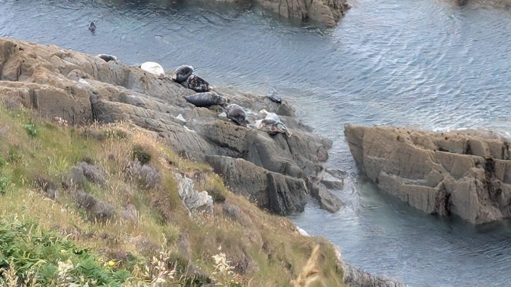 Seals below Morthoe