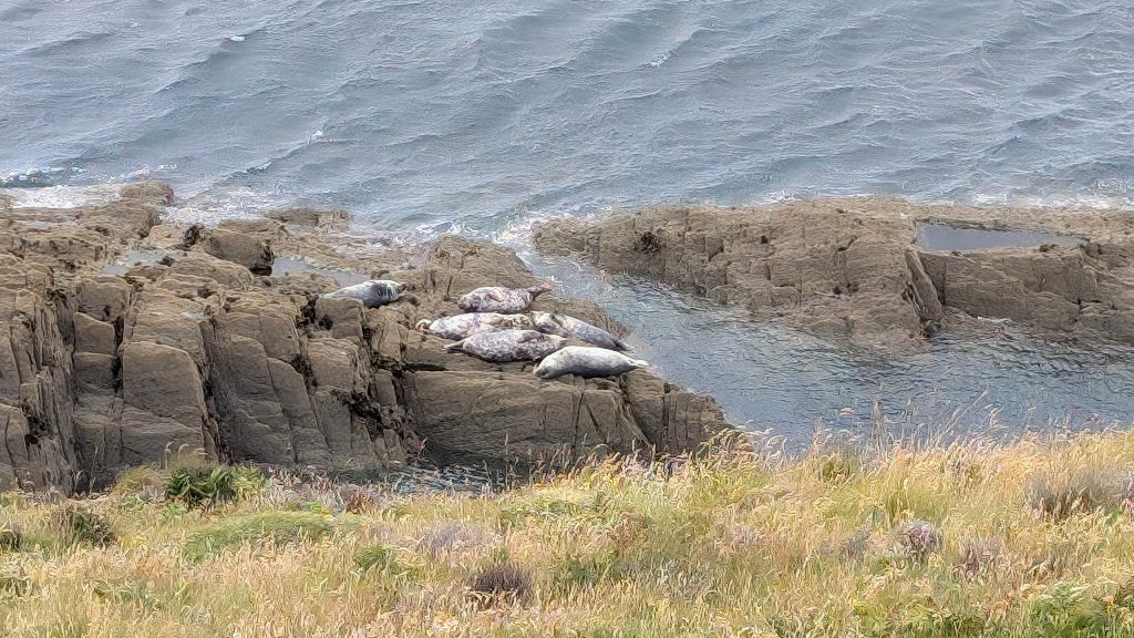 Seals below Morte Point
