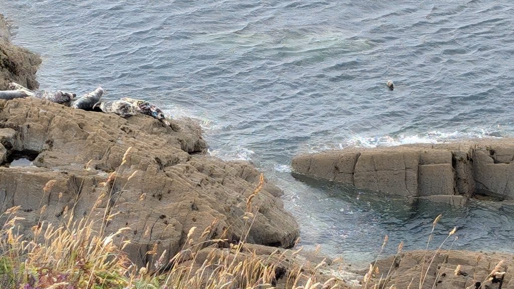 Seals below Morthoe