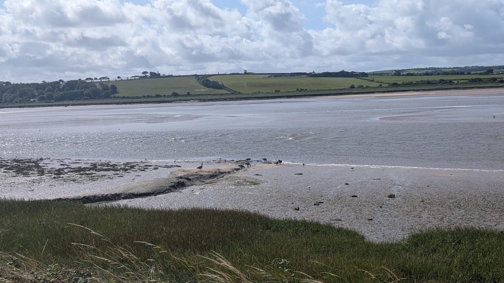 Some of the wide range of birdlife found on the estuary