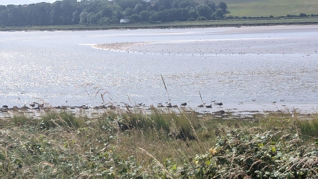 Some of the wide range of birdlife found on the estuary