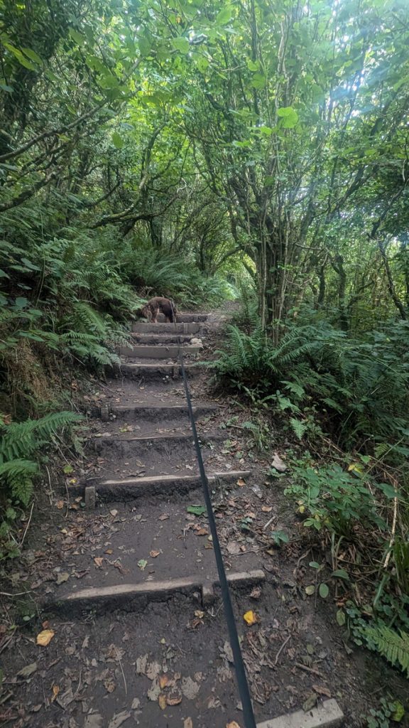 Climb out of Peppercombe