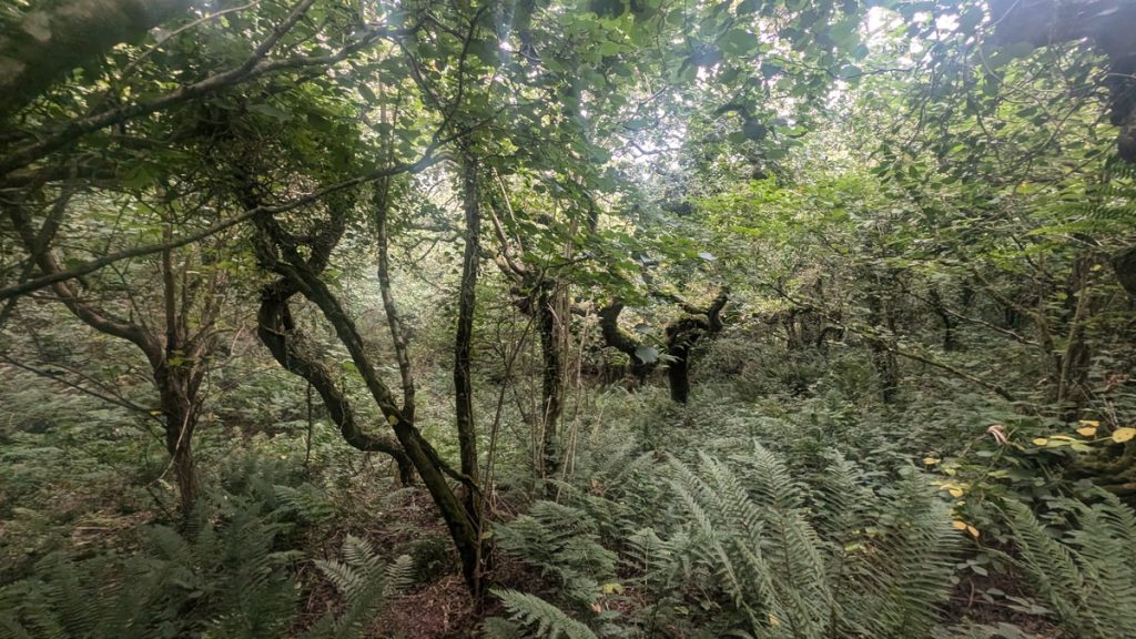 Worthygate Woods