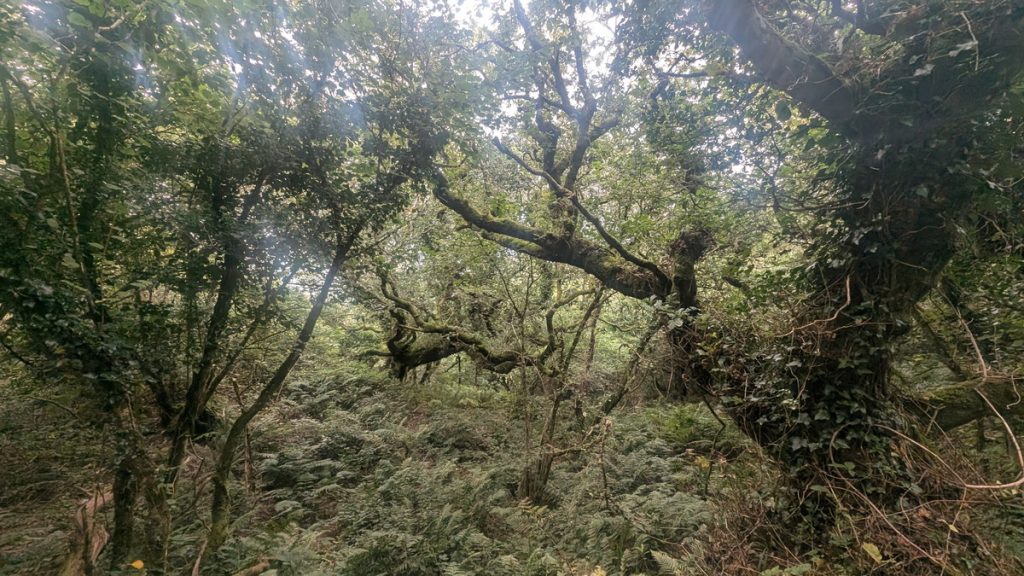 Worthygate Woods
