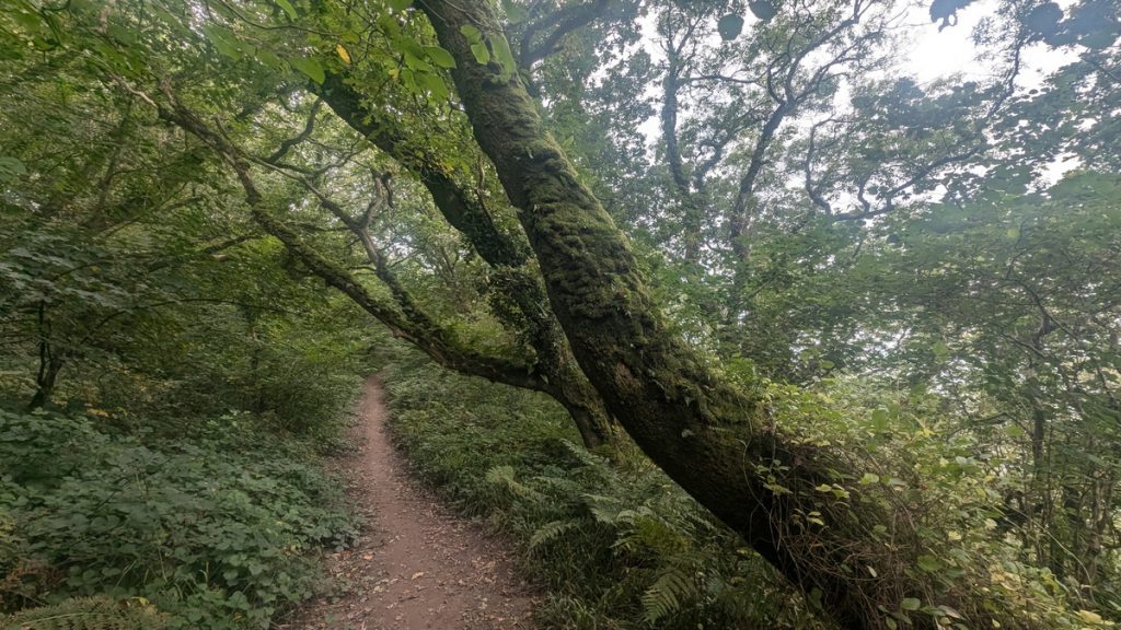 Worthygate Woods