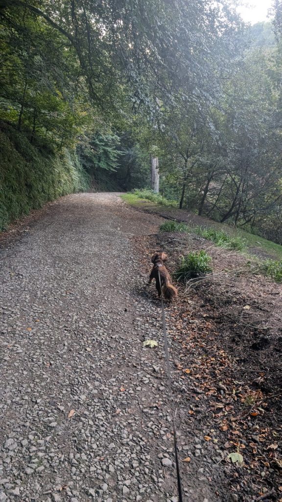 Roxie trying to chase pheasants down Hobby Drive!