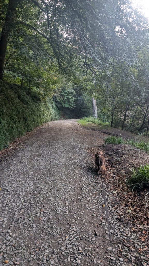 Roxie trying to chase pheasants down Hobby Drive!