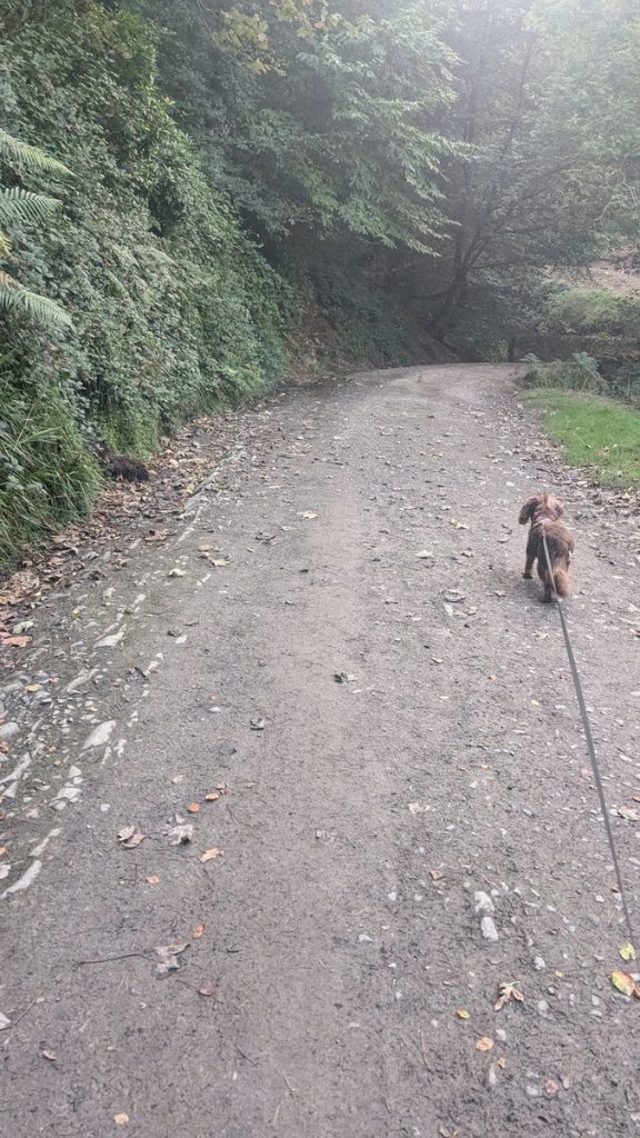 Roxie trying to chase pheasants down Hobby Drive!