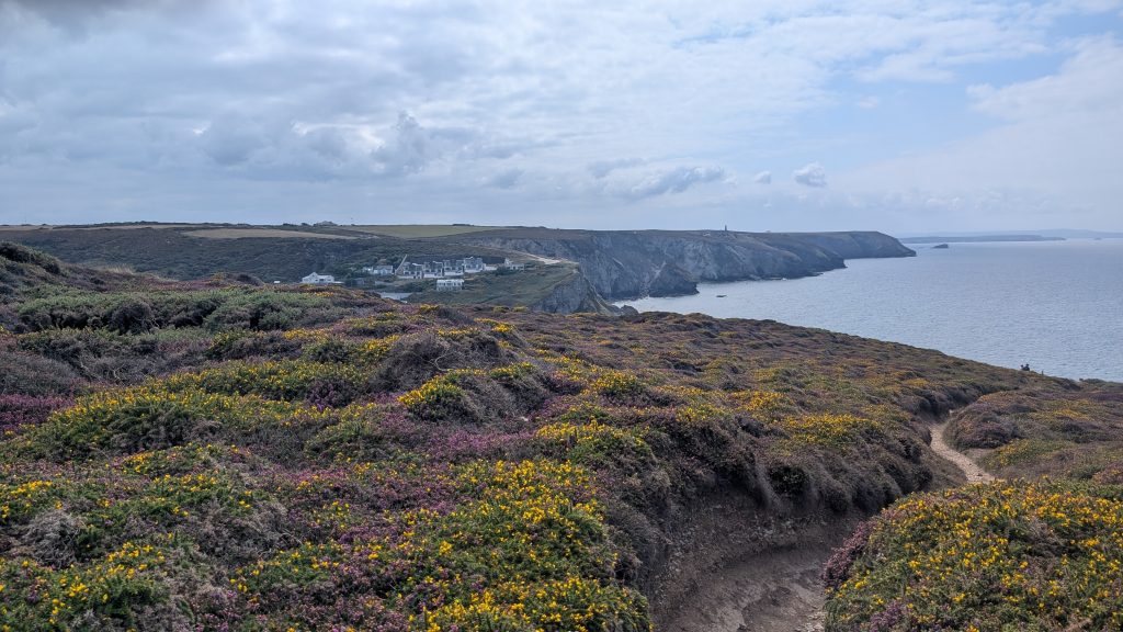 Heathland above Porth Towan