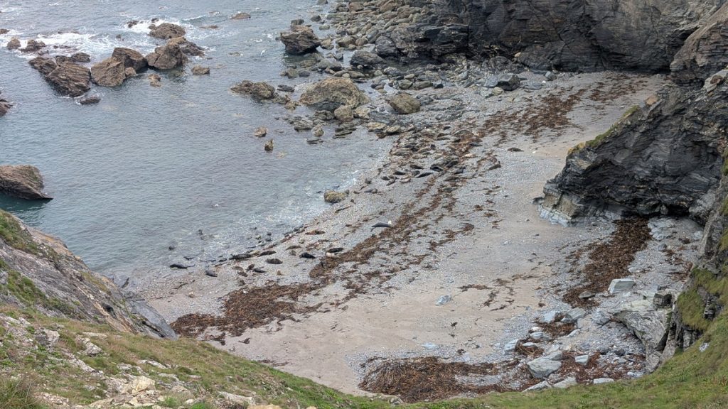 The Seals on the beach at Mutton Cove