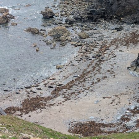 The Seals on the beach at Mutton Cove