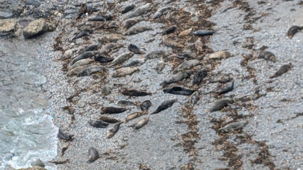 The Seals on the beach at Mutton Cove
