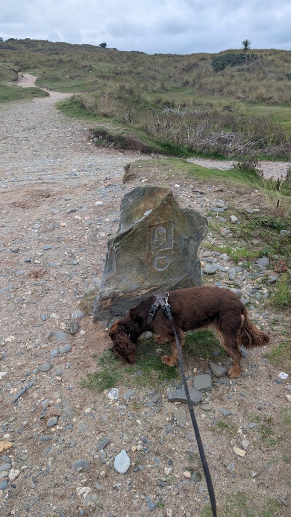 Roxie checking the route