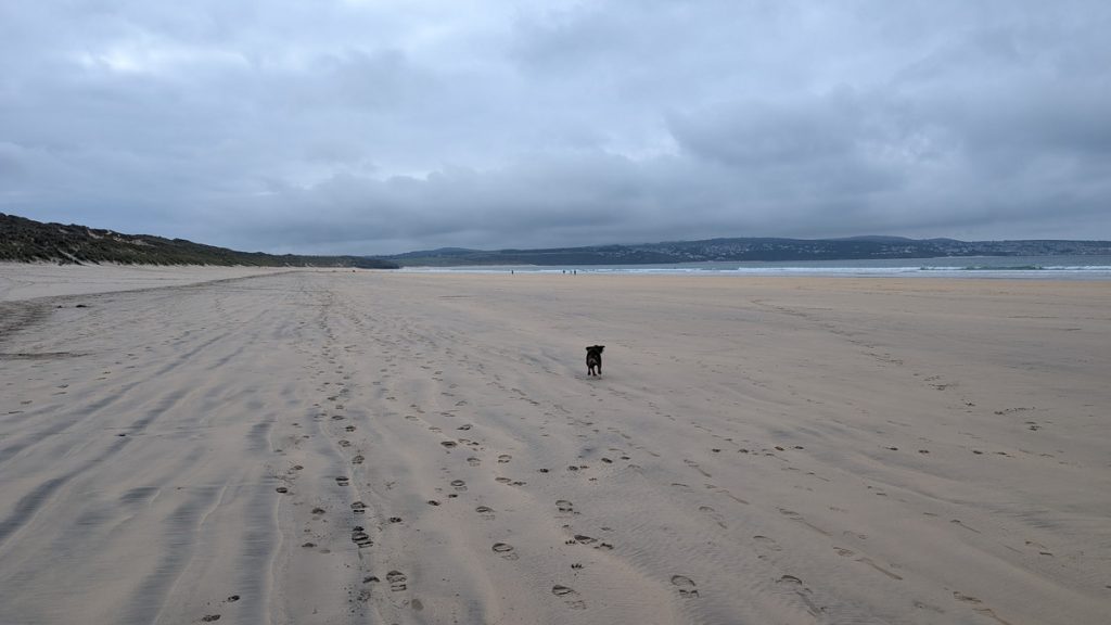 Roxie on the beach