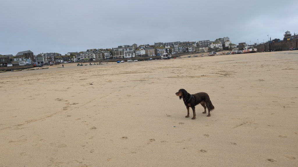 Roxie enjoying a run on the beach by the Harbour